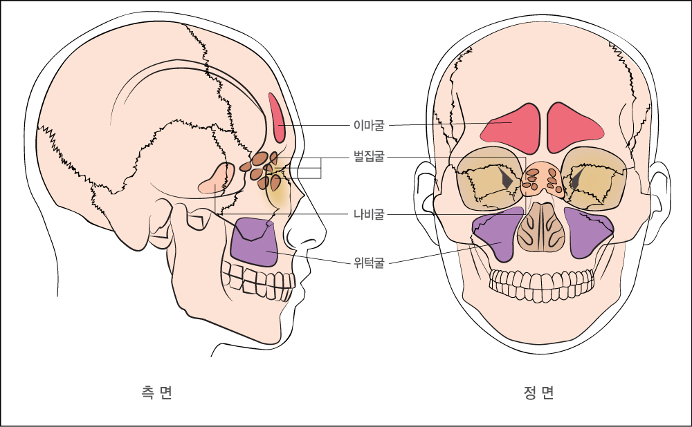 부비동구조