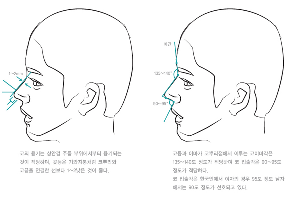 처진 코끝